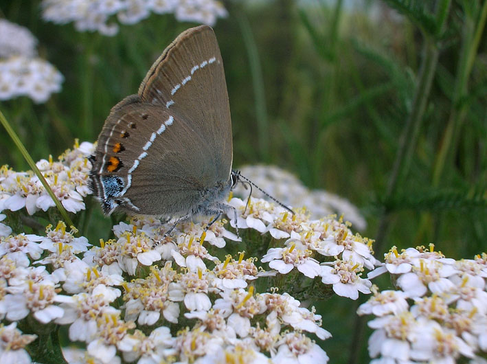 Satyrium spini, un licenide mirmecofilo